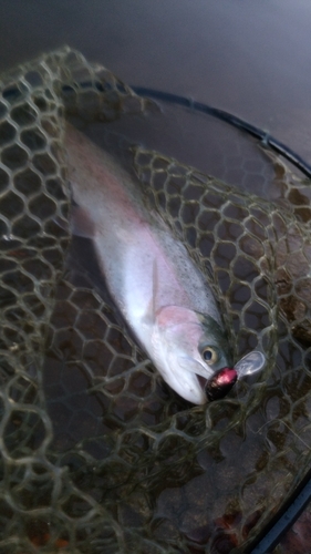 ニジマスの釣果