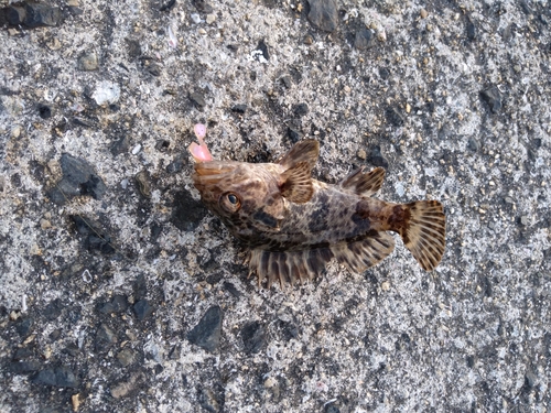 タケノコメバルの釣果