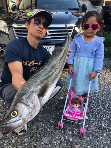 シーバスの釣果