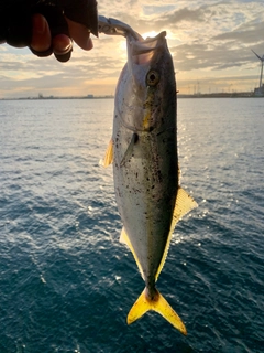 イナダの釣果