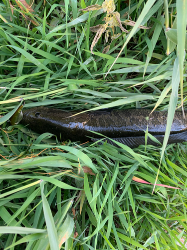 ライギョの釣果