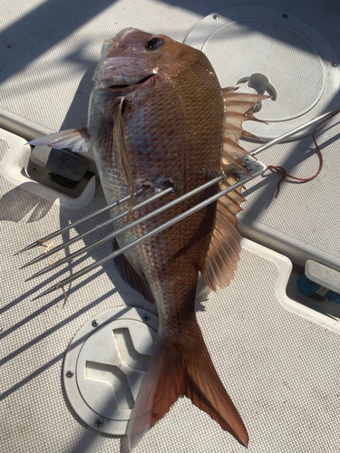 タイの釣果