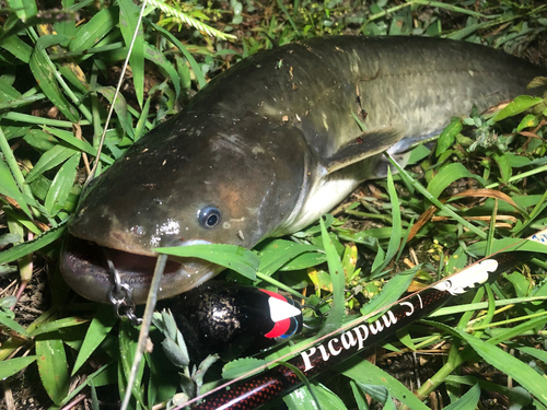 マナマズの釣果