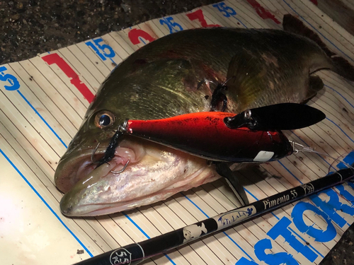 ブラックバスの釣果