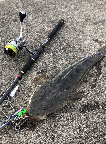 マゴチの釣果