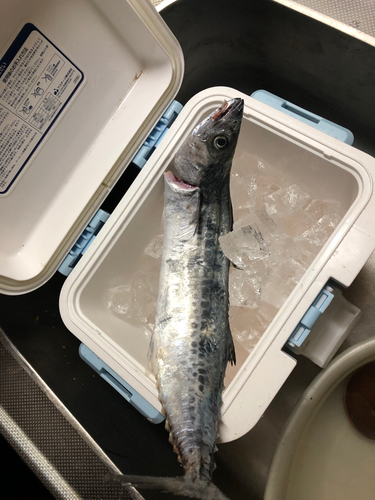 サゴシの釣果