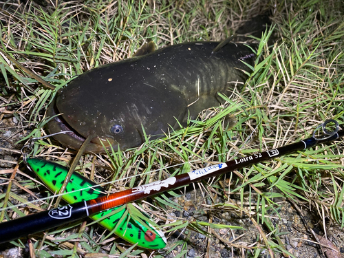 マナマズの釣果