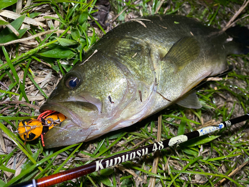 ブラックバスの釣果