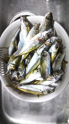 アジの釣果