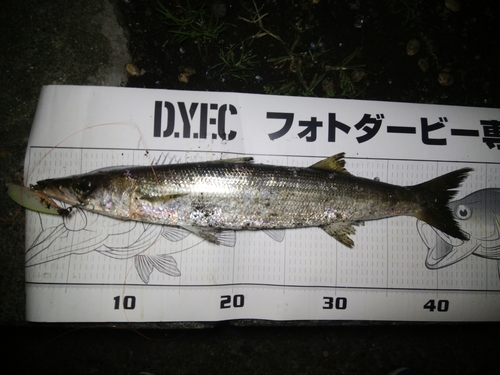 カマスの釣果