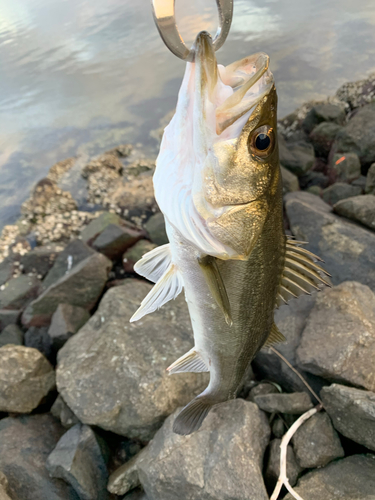 スズキの釣果