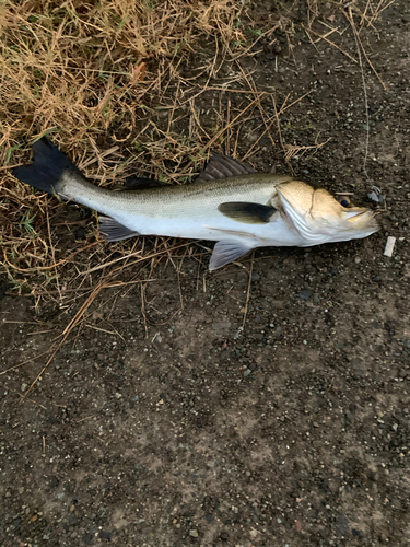 スズキの釣果