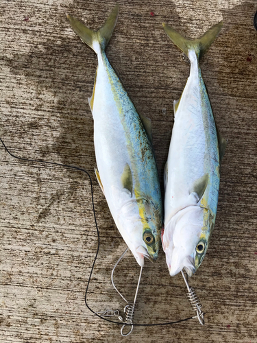 イナダの釣果