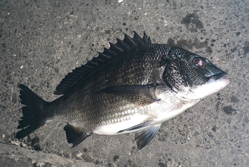 チヌの釣果