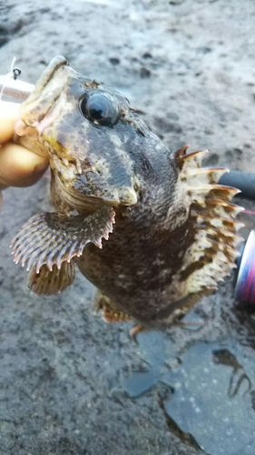 ムラソイの釣果