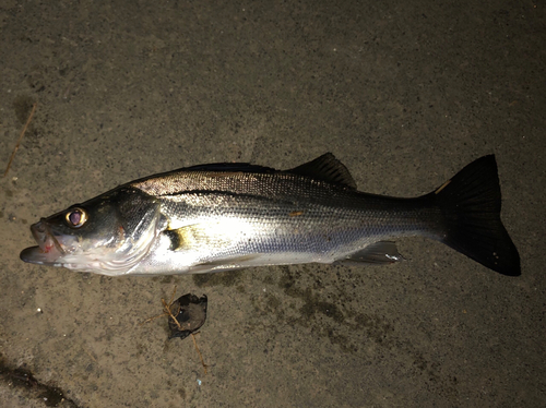 セイゴ（タイリクスズキ）の釣果