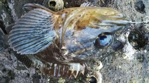 ムラソイの釣果