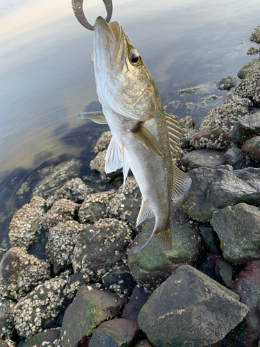 スズキの釣果