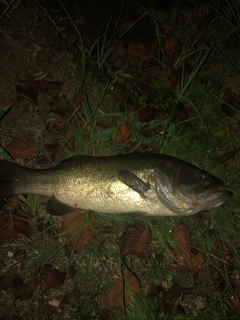 ラージマウスバスの釣果