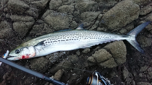 サゴシの釣果