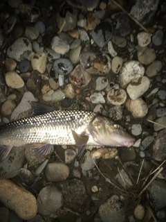 ニゴイの釣果