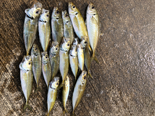 アジの釣果