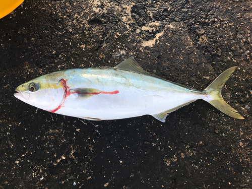 ハマチの釣果