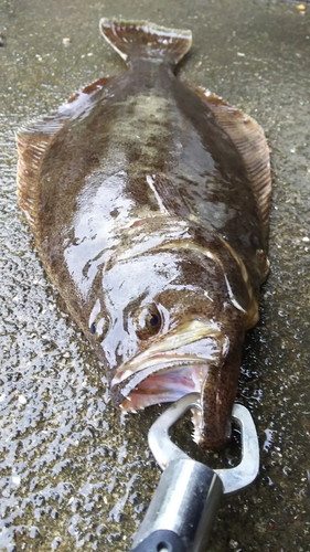 ヒラメの釣果