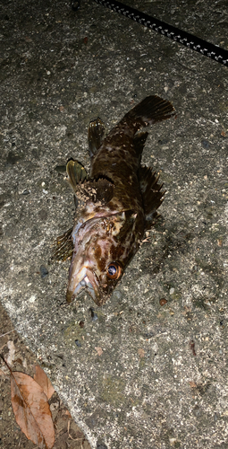 タケノコメバルの釣果