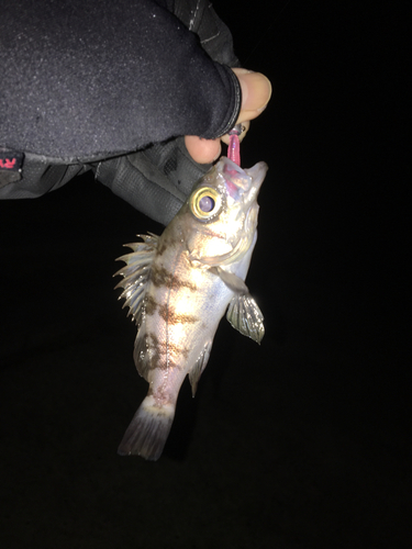 メバルの釣果