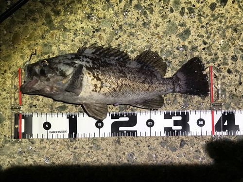 クロソイの釣果