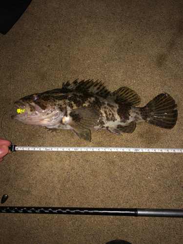 タケノコメバルの釣果