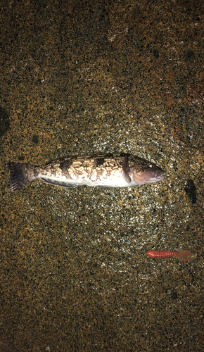 アイナメの釣果