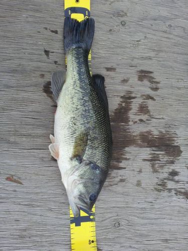 ラージマウスバスの釣果