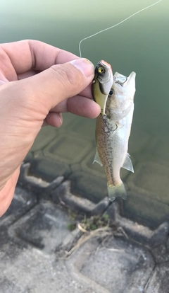 ブラックバスの釣果