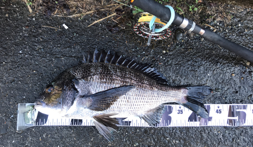 クロダイの釣果