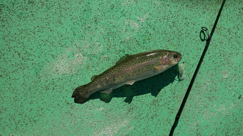 ニジマスの釣果