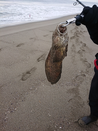 フサギンポの釣果