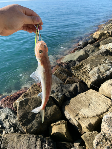 エソの釣果