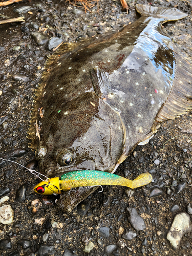 ヒラメの釣果