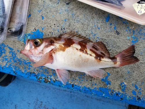 ウスメバルの釣果