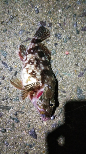 アラカブの釣果