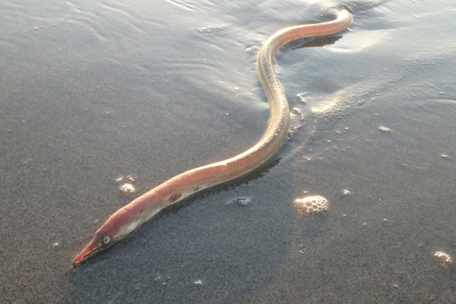 ダイナンウミヘビの釣果