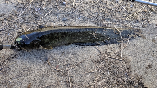 ニホンナマズの釣果