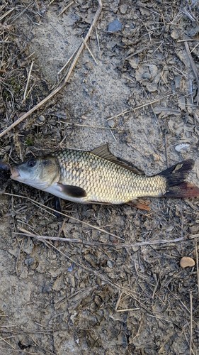 コイの釣果