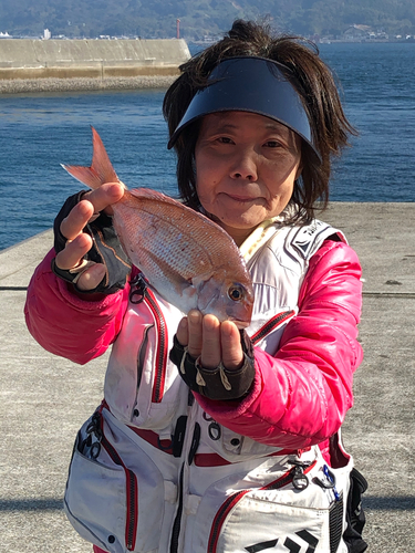 マダイの釣果