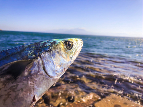 サゴシの釣果