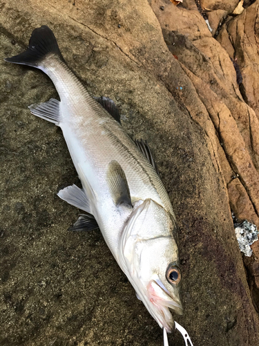 スズキの釣果