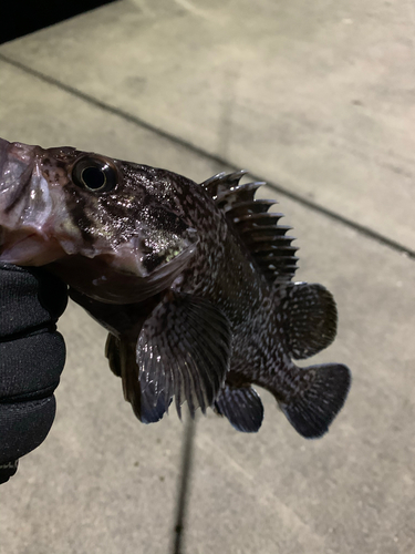 マゾイの釣果