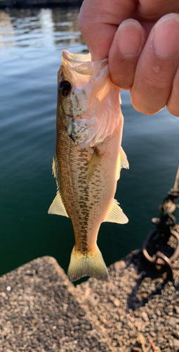 ブラックバスの釣果